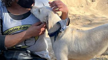 Voluntariado Zoonosis Lanús, la ONG que rehabilita perros con problemas de conducta