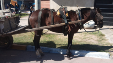 La ONG Caballos Libres del Sur reclama “voluntad política” para eliminar la tracción a sangre