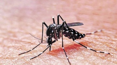 Hubo 32 muertes y se sumaron más de 52 mil casos de dengue en la última semana