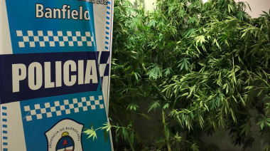 Detuvieron en Banfield a un hombre con 15 plantas de marihuana en su vivienda
