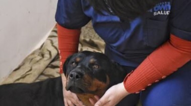 Zoonosis Brown salvó a “Negrita”, una perrita de Glew gravemente herida