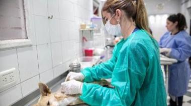 Día Mundial del perro: Zoonosis Brown atendió a 543 animales