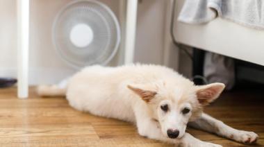 El golpe de calor y los animales: síntomas y recomendaciones