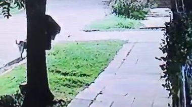 Aseguran que hay un “envenenador” de perros con varias denuncias en Temperley