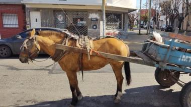 “Los bicicarros pueden reemplazar la explotación de caballos"