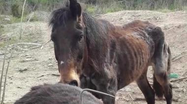 Decenas de caballos y perros rescatados de lo que sería un criadero clandestino