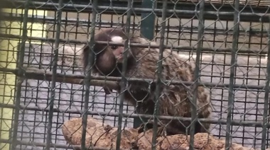 Maltrato animal: Detuvieron a un hombre que vendía monos tití por Facebook
