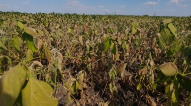 Impacto de la sequía en el sector agropecuario