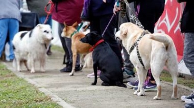 "Zoonosis en tu barrio", profundiza los operativos de castración