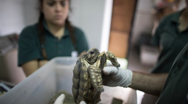 El Ecoparque ya trabaja con Buenos Aires y 15 provincias en la conservación de especies en peligro