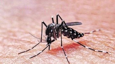 Dengue: El Ministerio de Salud difundió recomendaciones para evitar la transmisión del virus