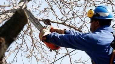 Lanzan una guía para la poda del arbolado público