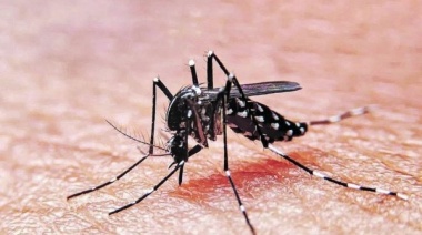 Hubo 32 muertes y se sumaron más de 52 mil casos de dengue en la última semana