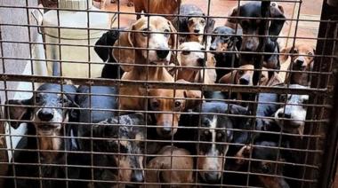 Criaderos ilegales de perros: “Nuestras leyes no están acondicionadas a esta problemática”