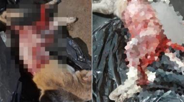 Piden testigos del caso del asesino del gato encontrado despellejado: "Hay gente que compra esos videos"