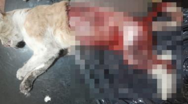 Gato despellejado en Burzaco: demoras en el relevamiento de las cámaras de seguridad