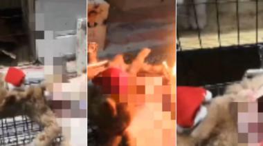Preocupan los casos de gatos torturados y no descartan la presencia de "torturadores en línea" en Argentina