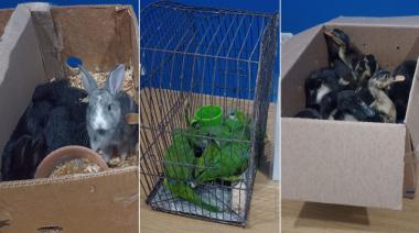 Rescataron decenas de animales exóticos que eran vendidos de manera ilegal