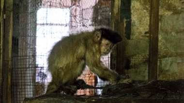 Rescataron a dos monos de un hogar en Temperley