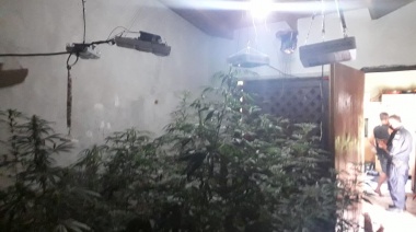 Incautaron más de seis kilos de marihuana de un vivero denunciado por vecinos