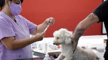 Zoonosis realizará una jornada de castración en Glew