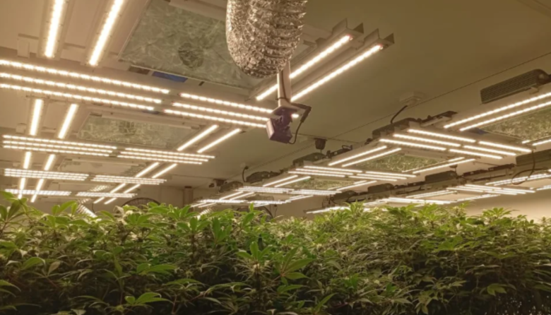 Administraba un laboratorio de marihuana y hacía velivery de drogas cerca de un shopping