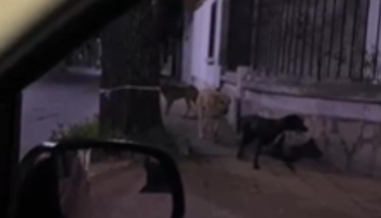 Preocupa la presencia de una "jauria" que ataca de noche
