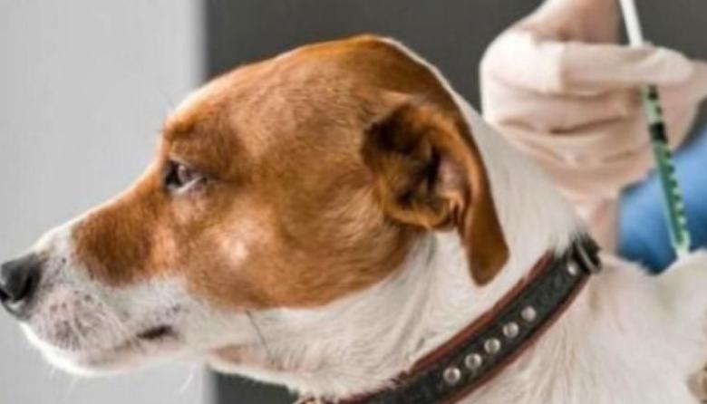 Campaña de vacunación antirrábica en Burzaco