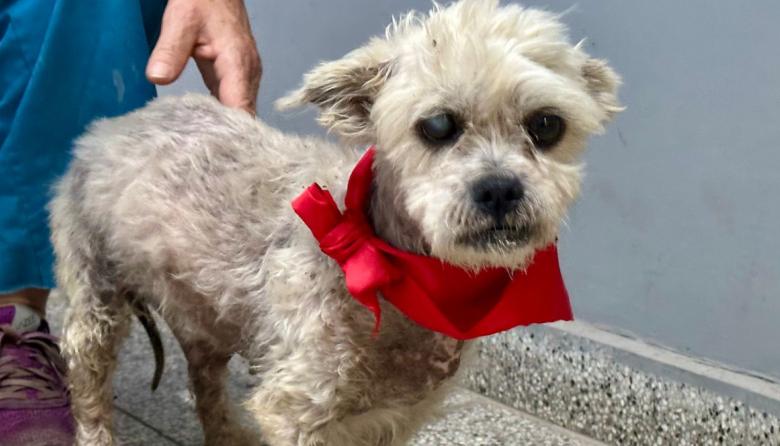 La historia de Arturo, el perro rescatado en Almirante Brown