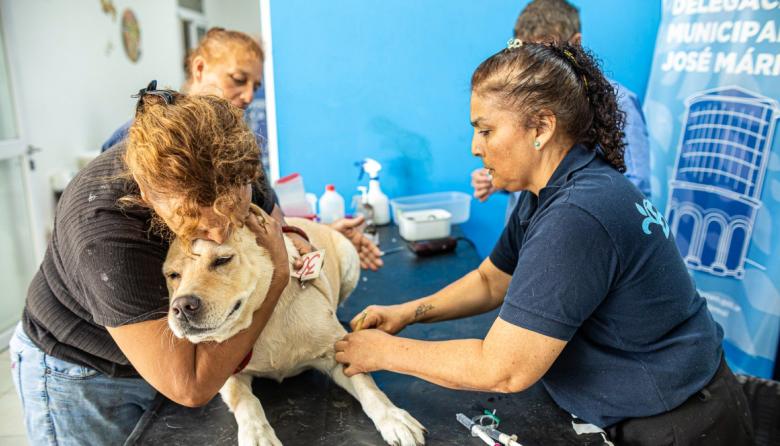 Zoonosis Brown desembarca con operativos de castración en José Mármol