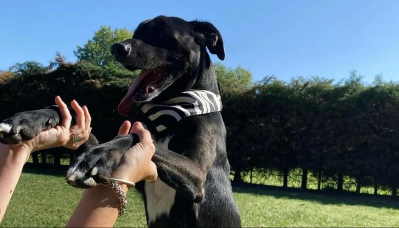 "Encuentro por los Animales" en la Plaza Grigera