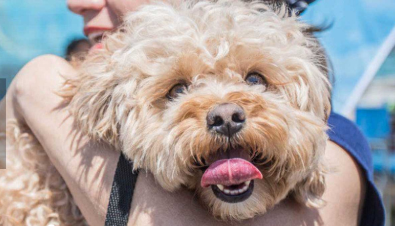 Sigue el punto de castración en Valentín Alsina