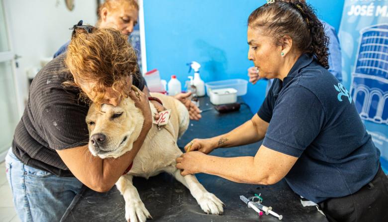 Operativo de castración y vacunación por el Día del Animal