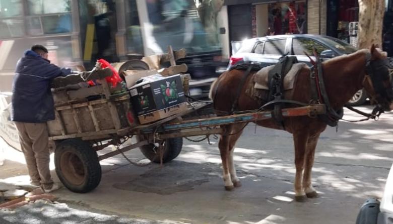 Rescataron a un caballo explotado en pleno centro de Lomas: estaba herido y tiraba un carro con escombros