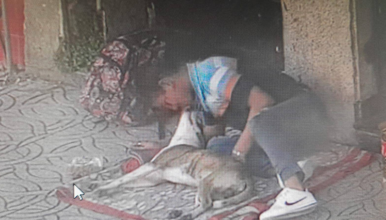 Detuvieron a un hombre acusado de drogar y abusar de sus perros en la calle
