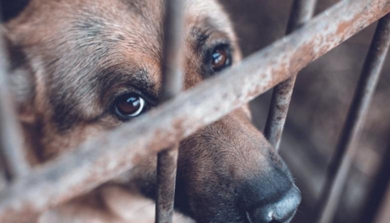 La lucha contra el maltrato animal sigue vigente