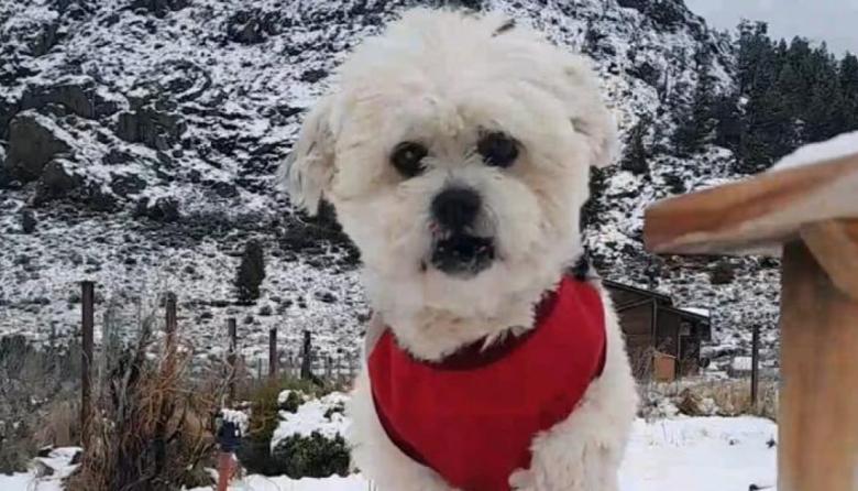 La historia de "Arturo", un perro rescatado que vive en Bariloche con su nueva familia