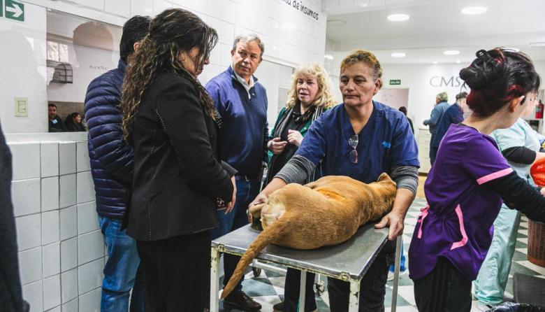 Cada vez más municipios toman como referencia y replican el modelo de Zoonosis Brown