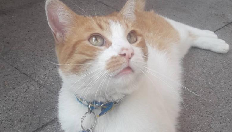 Detuvieron a un hombre acusado de robar gatos y venderlos a templos umbadas
