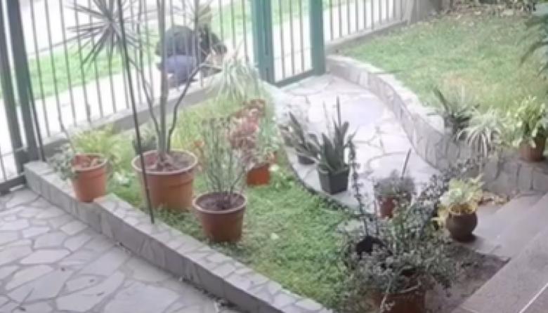 Encontraron a "Capitán", el gato robado en el frente de su casa