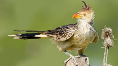 Pirincho nos cuenta las últimas novedades de la fauna política