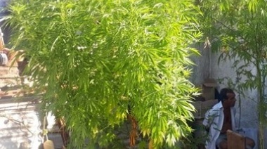 Descubrieron ocho kilos de marihuana en la casa de un dealer de drogas