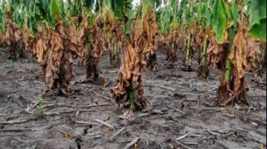 La oposición le pide a Kicillof la declaración de la Emergencia Agropecuaria