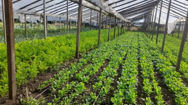 Trabajadores de la tierra venden el kilo de tomates a 120 pesos para enfrentar “la especulación”