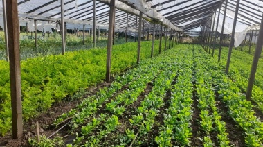 Trabajadores de la tierra venden el kilo de tomates a 120 pesos para enfrentar “la especulación”