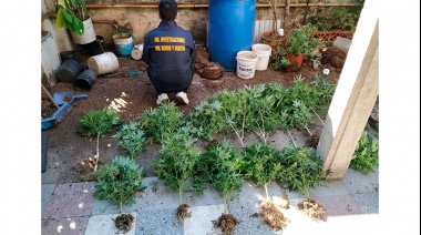 ¿Se sentían más seguros? Cultivaban a marihuana a metros de una comisaría