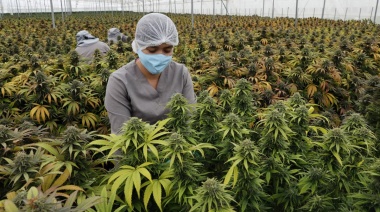 Cannabis: “Buscamos despenalizar la planta, que va a ser la próxima lucha”