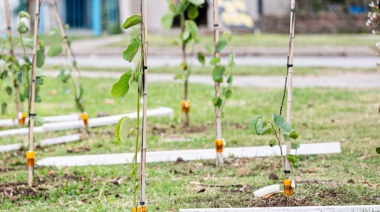 Avanza el plan de forestación en Almirante Brown