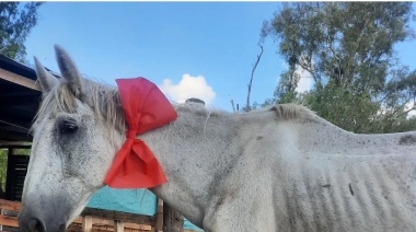 Desde Rescate Equino se convocan para terminar con “el abuso y la explotación animal”