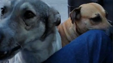 Le robaron a los perros y le piden 50 mil pesos de "recompensa"